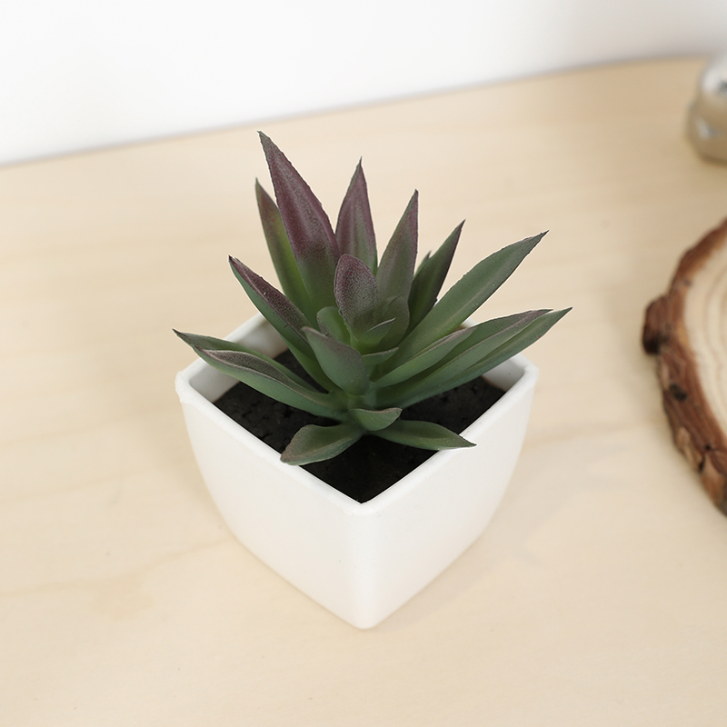 Mini taza de hadas suculenta A - Plant Desk Mini reseña y precio