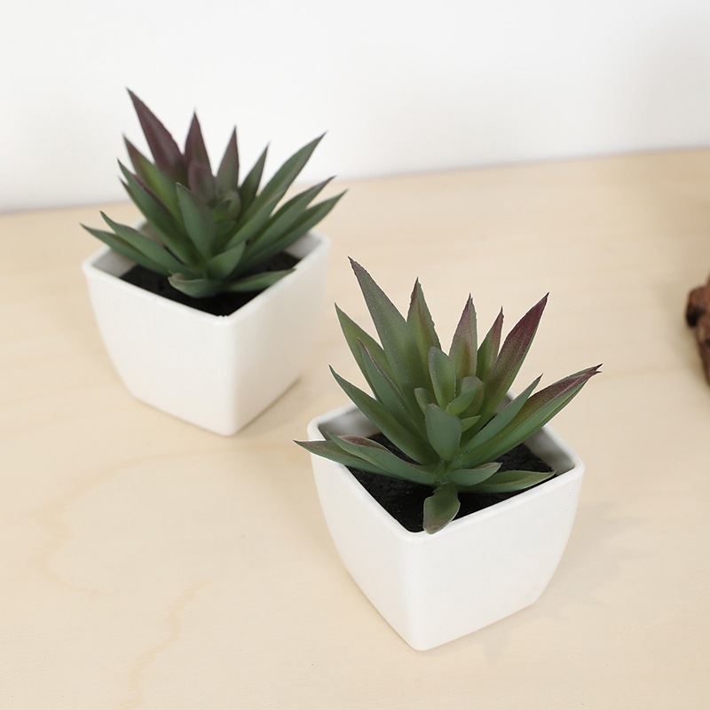 Mini taza de hadas suculenta A - Plant Desk Mini reseña y precio