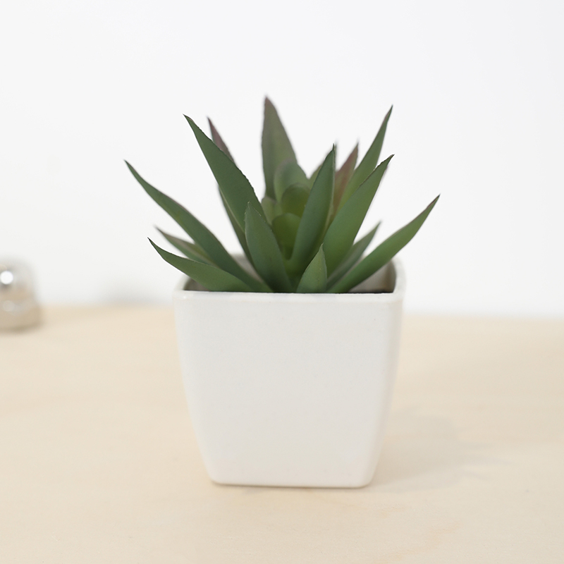 Mini taza de hadas suculenta A - Plant Desk Mini reseña y precio